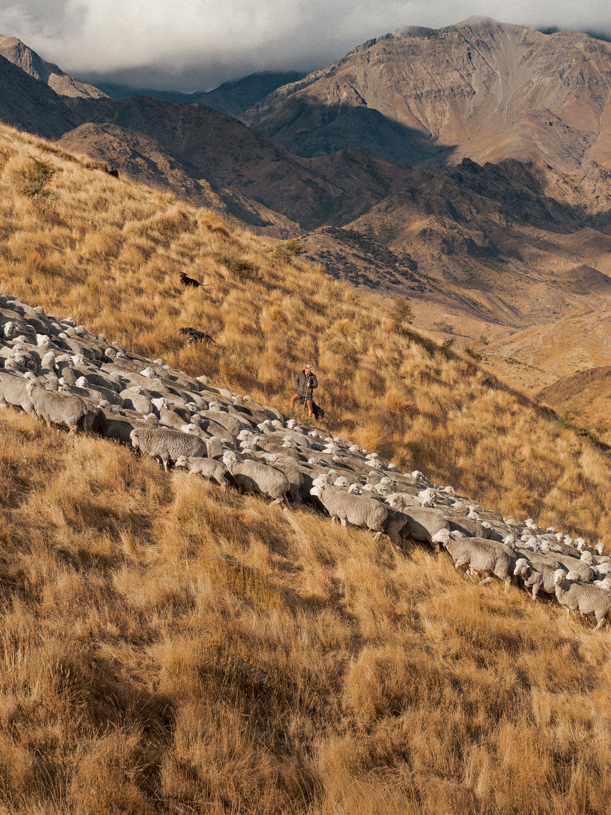 Merino Stud - Middlehurst Station